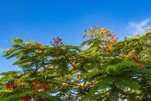 schöner tropischer flammenbaum rote blumen extravaganter delonix regia mexico. foto
