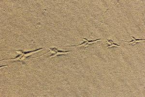 Sandstruktur mit Vogelspuren. Sommer abstrakter Hintergrund. foto