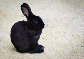 schwarzes kaninchen, das auf dem boden in der tierhausfarm liegt foto