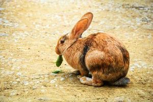 Brauner Hase, der auf dem Boden sitzt und Blätter in Kaninchenfarmen frisst foto