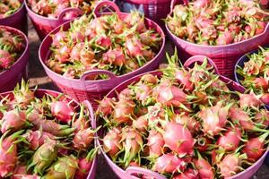 drachenfrucht auf korbernte reif auf dem drachenfruchtgartenbaum das produkt landwirtschaft zum verkauf auf dem markt auf dem berg in thailand asiatische pitaya oder pitahaya