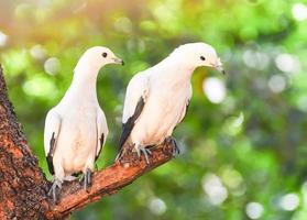 gescheckte imperiale taubenvogeltaube auf zweigbaum im naturgrünen hintergrund foto