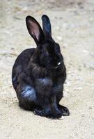 schwarzes kaninchen, das auf dem boden in der haustierfarm sitzt foto