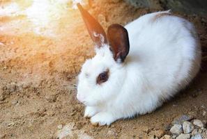 süßer weißer Kaninchenhase mit schwarzem Ohr, der auf dem Boden in der Tierfarm liegt foto