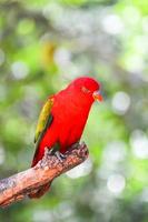 schwatzender Lory-Papagei, der auf grünem Hintergrund des Zweigbaums steht foto