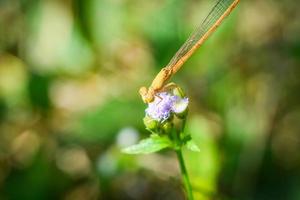 gelbe libelle auf lila blumen schön auf naturgrünem unschärfehintergrund foto