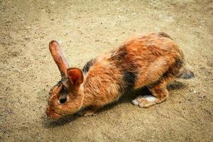 braunes Häschen, das auf dem Boden im Kaninchen-Nutztier sitzt foto