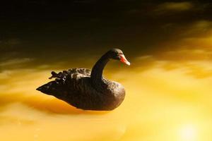 schwarzer Schwan, der im Sommer im Teich schwimmt schwarze Ente foto