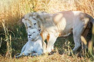 männliche und weibliche familie weißer löwe, der sich auf grasfeldsafari entspannt - könig des wilden löwenpaartiers foto