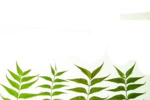 Azadirachta Indica Neem-Blätter isoliert auf weißem Hintergrund foto