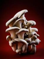 Austernpilze auf einem dunkelroten Hintergrund. sehr schöne Pilze. foto