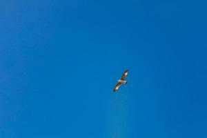 Möwe im Flug auf einem blauen Himmel foto