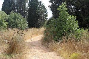 Waldlandstraße im Norden Israels. foto