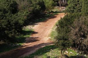 Waldlandstraße im Norden Israels. foto