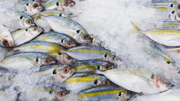 viele frische Makrelenfische mit gelbem Schwanz auf Eis mit rechtem Kopierplatz zum Verkauf mit Kopierplatz auf dem Fischmarkt oder im Supermarkt. Gruppe von Tieren, die einfrieren, um Essen zuzubereiten und zu kochen foto