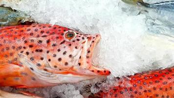 Frischer Zackenbarsch friert auf Eis zum Verkauf auf dem Fischmarkt oder im Supermarkt mit Kopienraum rechts ein. ungekochtes Essen und Tier auf U-Boot. foto