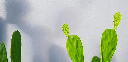 grüner kaktus mit schatten auf grauer betonwand mit kopierraum. Baum oder Pflanze auf grauer Tapete oder Hintergrund mit Licht am Morgen. foto