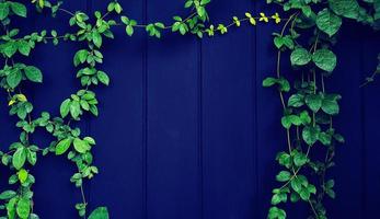 Grüne Rebe, Efeu, Liane, Kletterer oder Kriechpflanzen wachsen auf schwarzer Holzwand mit Kopierraum in der Mitte oder Mitte. Blätter auf Tapete oder Hintergrund in blauem Vintage-Filterton. Schönheit in der Natur. foto