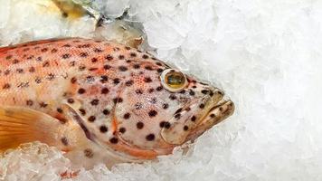 Frischer Zackenbarsch friert auf Eis zum Verkauf auf dem Fischmarkt oder im Supermarkt mit Kopienraum rechts ein. ungekochtes Essen und Tier auf U-Boot. foto