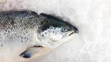 Frischer Lachs friert auf Eis zum Verkauf auf dem Fischmarkt oder im Supermarkt ein, rechts mit Kopienraum. Tier, ungekochtes Essen und Meereslebewesen foto