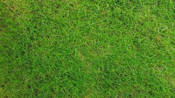 grüne Rasenfläche für Hintergrund oder Land, Oberfläche, Rasen, Naturtapete und Sportspielbereichskonzept foto