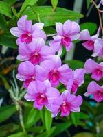 Orchideenblüte, die im Garten blüht foto