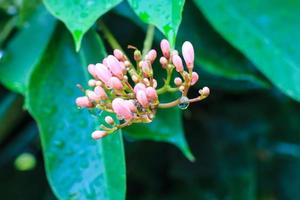 jatropha integerrima oder peregrina, allgemein bekannt als peregrina, ist ein Strauch einer Art zusammengesetzter blühender Pflanzen aus der Familie der Euphorbien. foto