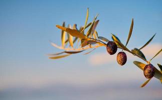Zweig eines Olivenbaums mit reifen Früchten vor blauem Himmel bei Sonnenuntergang, selektiver Fokus auf Oliven, ein Symbol für Frieden und Weisheit, Olivenernte foto