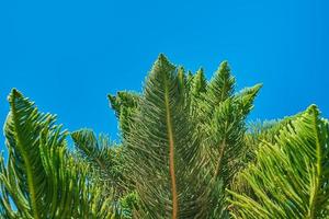 Zweige der Blätter einer Norfolk-Insel-Kiefer. araukariakuki, nahaufnahme auf verschwommenem hintergrund des blauen himmels, idee für postkarte oder artikel über pflanzenvielfalt foto