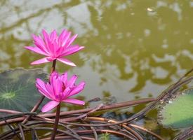 rosa lotus, der im wasser thailändische gartenschönheitsnatur blüht foto