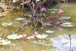 rosa lotus, der im wasser thailändische gartenschönheitsnatur blüht foto