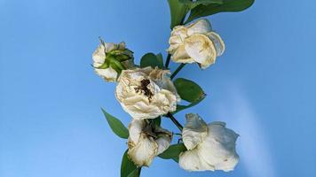 verwelkte weiße Rosenblüte, isoliert auf blauem Hintergrund foto