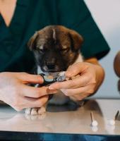 Überprüfung des Atems. Männlicher Tierarzt in Arbeitsuniform, der den Atem eines kleinen Hundes mit einem Phonendoskop in der Tierklinik hört. Haustierpflegekonzept foto