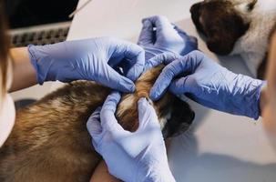 Überprüfung des Atems. Männlicher Tierarzt in Arbeitsuniform, der den Atem eines kleinen Hundes mit einem Phonendoskop in der Tierklinik hört. Haustierpflegekonzept foto