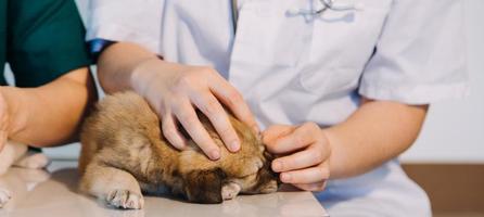 Überprüfung des Atems. Männlicher Tierarzt in Arbeitsuniform, der den Atem eines kleinen Hundes mit einem Phonendoskop in der Tierklinik hört. Haustierpflegekonzept foto