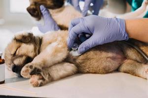 Überprüfung des Atems. Männlicher Tierarzt in Arbeitsuniform, der den Atem eines kleinen Hundes mit einem Phonendoskop in der Tierklinik hört. Haustierpflegekonzept foto