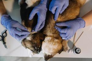 Überprüfung des Atems. Männlicher Tierarzt in Arbeitsuniform, der den Atem eines kleinen Hundes mit einem Phonendoskop in der Tierklinik hört. Haustierpflegekonzept foto