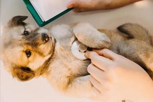 Überprüfung des Atems. Männlicher Tierarzt in Arbeitsuniform, der den Atem eines kleinen Hundes mit einem Phonendoskop in der Tierklinik hört. Haustierpflegekonzept foto