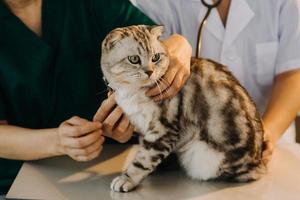 Überprüfung des Atems. Männlicher Tierarzt in Arbeitsuniform, der den Atem eines kleinen Hundes mit einem Phonendoskop in der Tierklinik hört. Haustierpflegekonzept foto