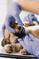 Überprüfung des Atems. Männlicher Tierarzt in Arbeitsuniform, der den Atem eines kleinen Hundes mit einem Phonendoskop in der Tierklinik hört. Haustierpflegekonzept foto