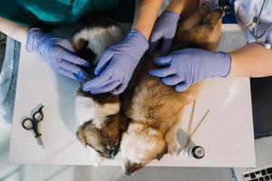 Überprüfung des Atems. Männlicher Tierarzt in Arbeitsuniform, der den Atem eines kleinen Hundes mit einem Phonendoskop in der Tierklinik hört. Haustierpflegekonzept foto