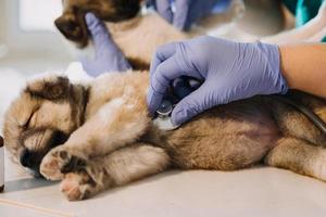 Überprüfung des Atems. Männlicher Tierarzt in Arbeitsuniform, der den Atem eines kleinen Hundes mit einem Phonendoskop in der Tierklinik hört. Haustierpflegekonzept foto