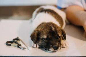 Überprüfung des Atems. Männlicher Tierarzt in Arbeitsuniform, der den Atem eines kleinen Hundes mit einem Phonendoskop in der Tierklinik hört. Haustierpflegekonzept foto