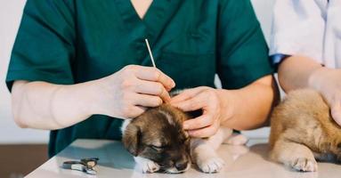 Überprüfung des Atems. Männlicher Tierarzt in Arbeitsuniform, der den Atem eines kleinen Hundes mit einem Phonendoskop in der Tierklinik hört. Haustierpflegekonzept foto