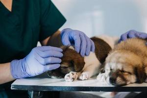 Überprüfung des Atems. Männlicher Tierarzt in Arbeitsuniform, der den Atem eines kleinen Hundes mit einem Phonendoskop in der Tierklinik hört. Haustierpflegekonzept foto