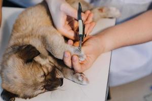 Überprüfung des Atems. Männlicher Tierarzt in Arbeitsuniform, der den Atem eines kleinen Hundes mit einem Phonendoskop in der Tierklinik hört. Haustierpflegekonzept foto