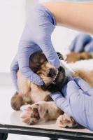 Überprüfung des Atems. Männlicher Tierarzt in Arbeitsuniform, der den Atem eines kleinen Hundes mit einem Phonendoskop in der Tierklinik hört. Haustierpflegekonzept foto