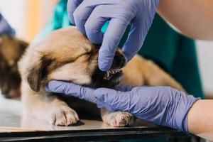 Überprüfung des Atems. Männlicher Tierarzt in Arbeitsuniform, der den Atem eines kleinen Hundes mit einem Phonendoskop in der Tierklinik hört. Haustierpflegekonzept foto