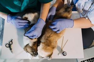 Überprüfung des Atems. Männlicher Tierarzt in Arbeitsuniform, der den Atem eines kleinen Hundes mit einem Phonendoskop in der Tierklinik hört. Haustierpflegekonzept foto