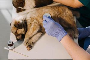 Überprüfung des Atems. Männlicher Tierarzt in Arbeitsuniform, der den Atem eines kleinen Hundes mit einem Phonendoskop in der Tierklinik hört. Haustierpflegekonzept foto